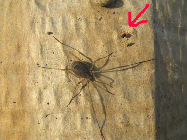 Acaro Penthaleidae